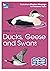 RSPB ID Spotlight - Ducks, ...