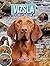 VIZSLA by Margaret Davis