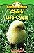 Chick Life Cycle