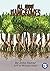 All About Mangroves
