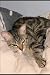 TIP THE CAT