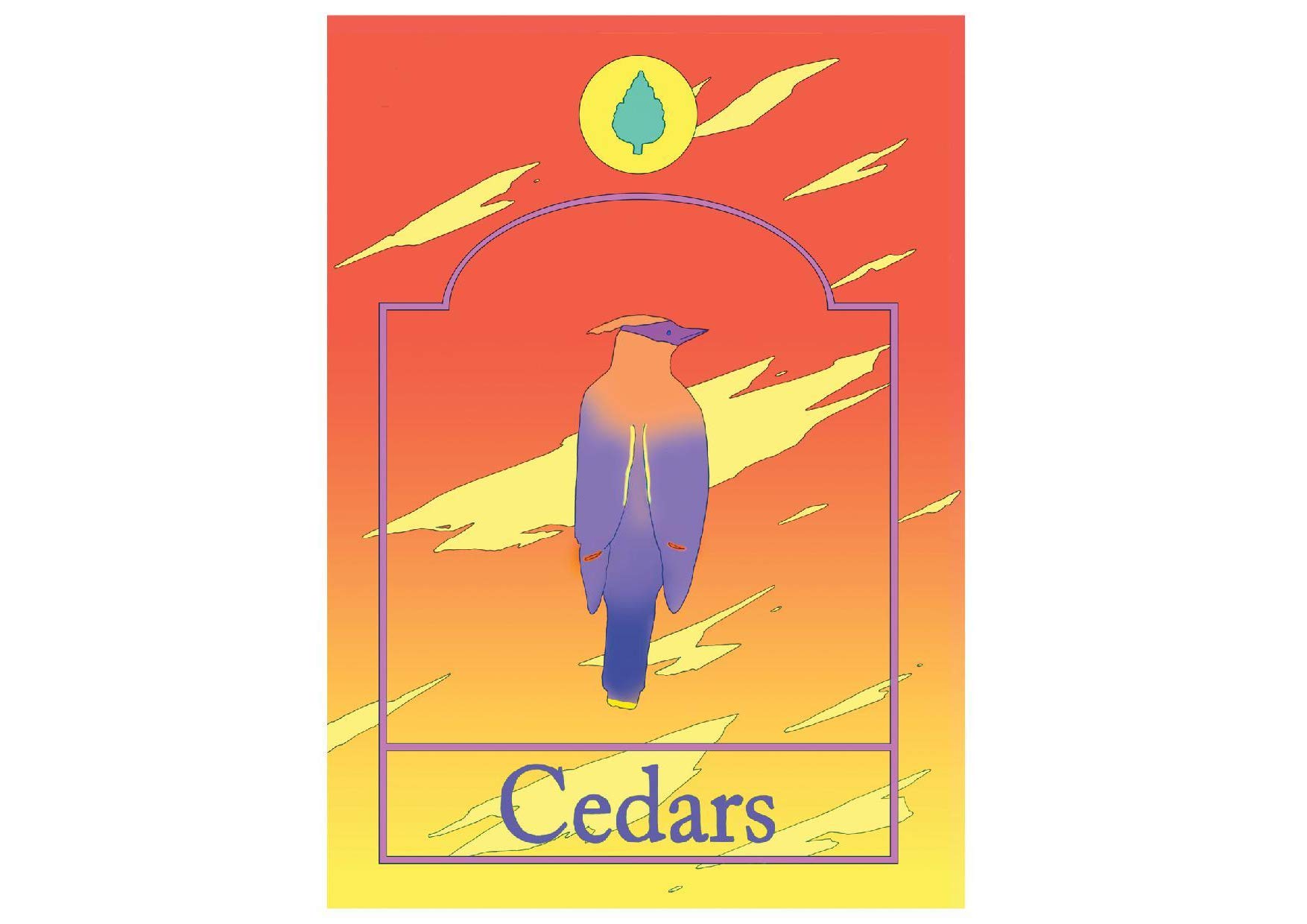 Cedars (Paperback)