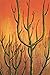 Cholla Needles 68: Joshua Tree
