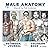 Male Anatomy: Notebook Jour...