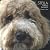 Stella: A Dog's Thoughts