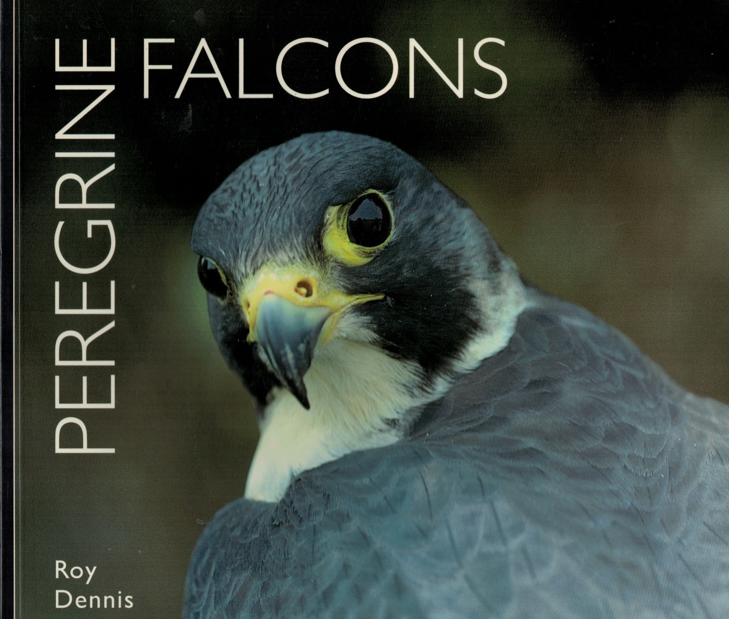 Peregrine Falcons