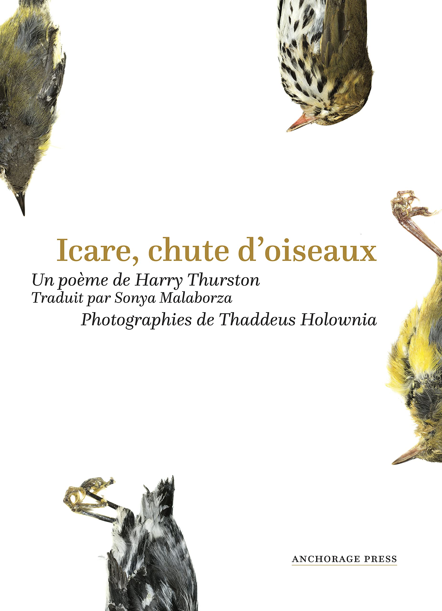 Icare, chute d'oiseaux (French Edition)
