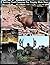 Setting Trail Cameras For Trophy Mule Deer