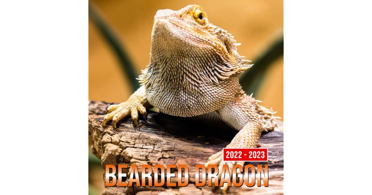 Bearded Dragon 2022 Calendar: Lizard Species Pictures Gift Idea / White Bearded Dragon 2022 Calendar: Lizard Species Pictures Gift Idea / White