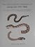 The Herpetological Contributions of Giorgio Jan (1791-1866) by Jay Savage