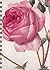 Redoute Roses (Blank Book S...