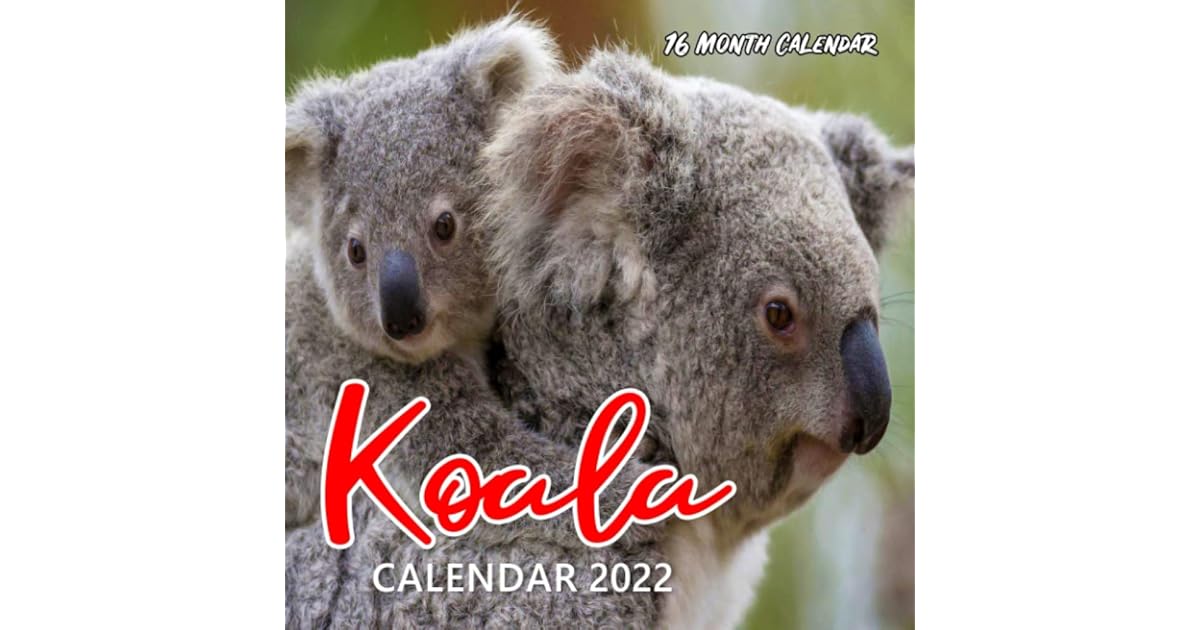 Koala Calendar 2022 Monthly Square Calendar 20222023, 16 Month