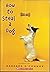 How to Steal a Dog by Barbara O'Connor