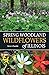 Spring Woodland Wildflowers of Illinois by Steve Chadde