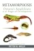 Metamorphosis by Peter B. Mills