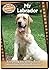 My Labrador: Everything You...