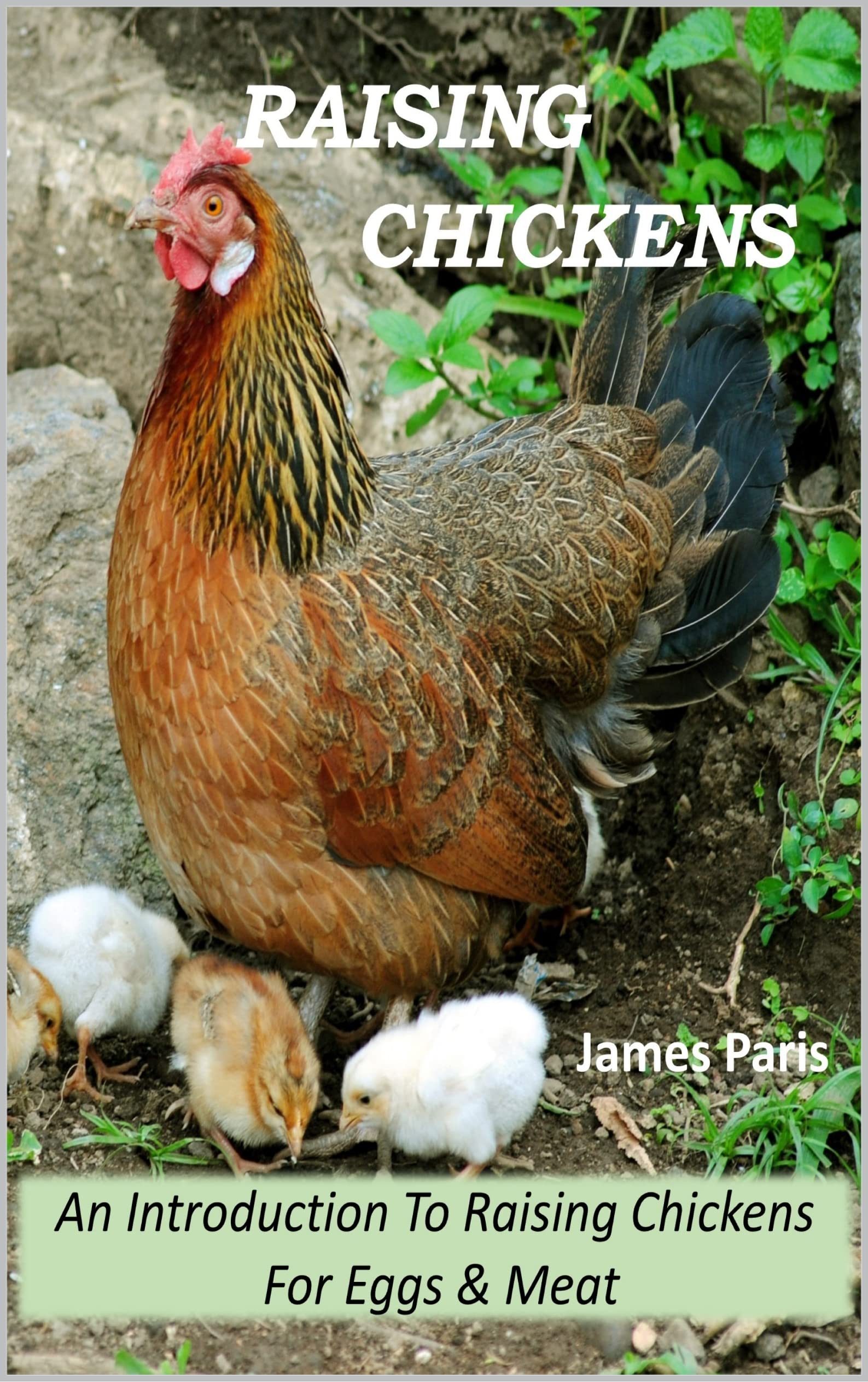 Raising Chickens: An Introduction To Raising Chickens For Eggs and Meat (Kindle Edition)