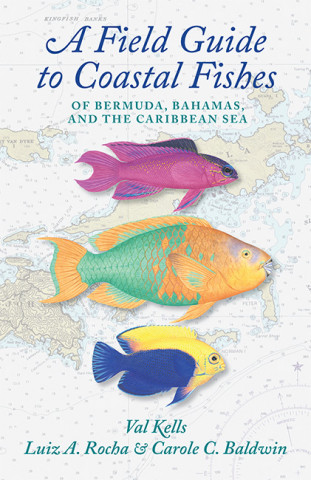 A Field Guide to Coastal Fishes of Bermuda, Bahamas, and the Caribbean Sea (Paperback)