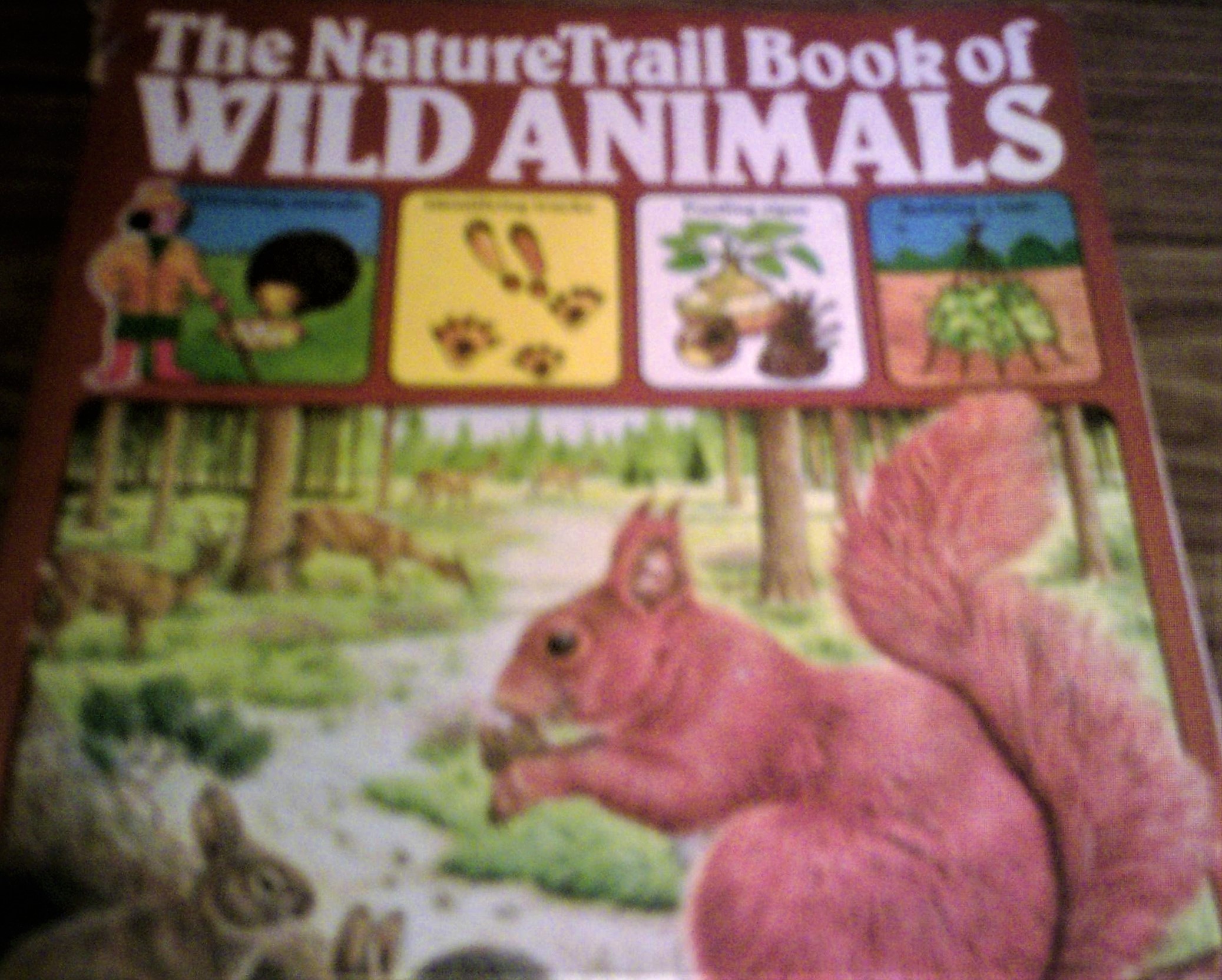 The Usborne Nature Trail Book of Wild Animals (Paperback)