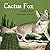 Cactus fox