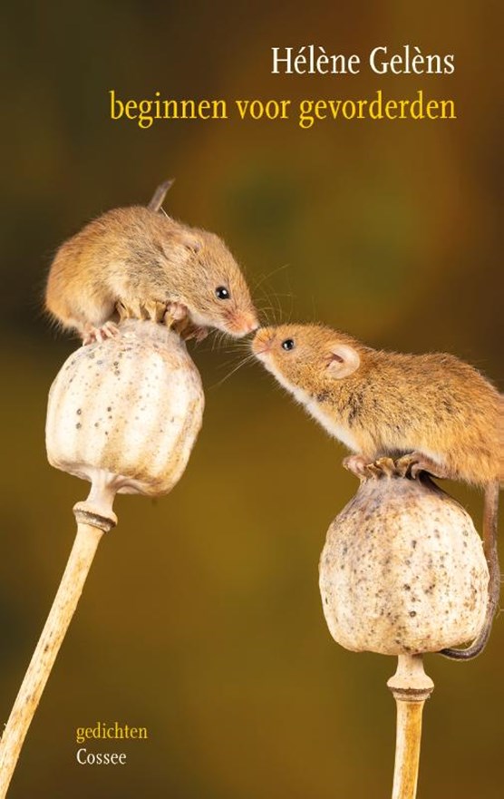 Beginnen voor gevorderden (Paperback)