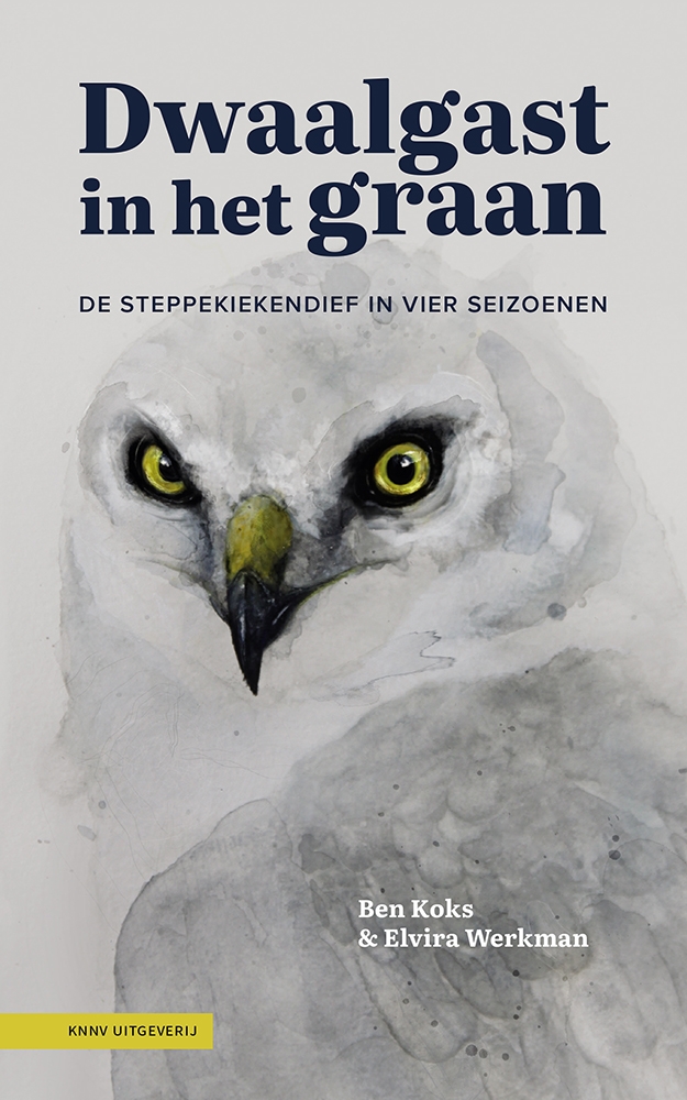 Dwaalgast in het graan: De steppekiekendief in vier seizoenen