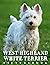 Picture Of West Highland Wh...