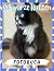 Schwarze Katzen Fotobuch: D...