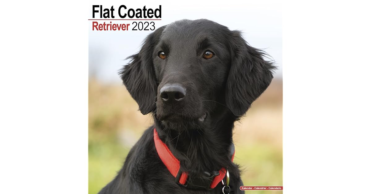 Flat Coated Retriever Calendar Dog Breed Calendars 2022 2023 wall