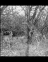 Composition Notebook: Coues White Tail Deer V1