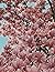 8.5x11 Dot Grid Journal floral by Amanda Simons