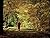 Walking Meditation In The T...