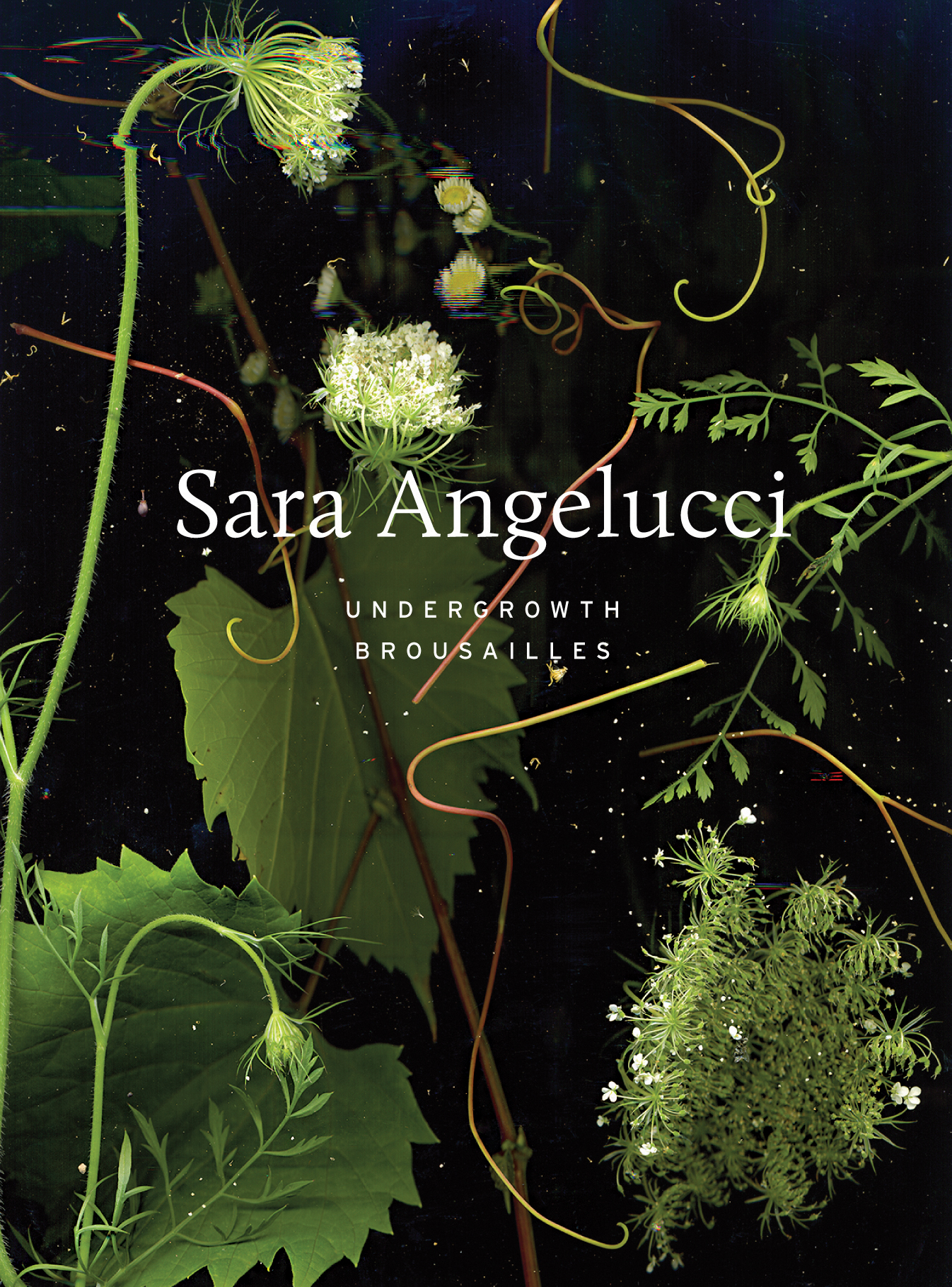 Sara Angelucci: Undergrowth / Brousailles (Hardcover)