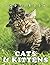 Picture Of Cats & Kittens: ...