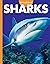 Curious About Sharks