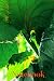Plant Life Notebook: Notebo...