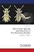 More New Species and Records of Featherwing Beetles by Michael Darby