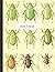 Sketchbook- 100 page sketchbook with unique vintage theme beetle cover. Sketchbook, journal, diary or gift- 8.5x11 with matte cover