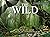 The Wild by Claudia Martin