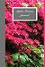 Azalea Dreams Journal: Cute...