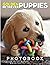 Golden Retriever Puppies Ph...