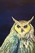 Starry Night: Unlined owl n...