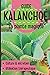 KALANCHOE by Alexandra Tremblay