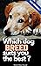 Which Dog breed suits you the best?: Thinking of getting a new pet dog, or just curious. Get the answer inside. (Quiz Yourself Book 11)