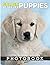 Golden Retriever Puppies Photo Book by Victor Bennet