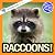 Raccoons! by My Incredible World