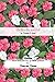 Hello Beautiful