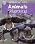 Animals Migrating