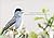 Songs of Place and Time: Bi...