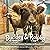 Buckley the Highland Cow an...